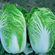 Autumn sowing Chinese cabbage seeds 90 days cabbage balling cabbage early and late maturing farmhouse high-yielding disease-resistant vegetable seeds newly improved Shandong No. 4 autumn cabbage 1000 grains