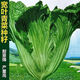 Sichuan Kuanbang green vegetable seeds, pickled pickles, sauerkraut, pickles, medium-ripe large-leaf autumn sown vegetable seeds, hot product impulse, Kuanbang green vegetable seeds, new this year, RNG9 original factory, 3 packs, about 3,000 grains