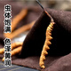 Pékin Tongrentang Cordyceps même qualité Cordyceps Boad Cordyceps Boad Boîte de santé Produits de santé Suppléments nutritionnels Cordyceps King Médicaments Médicaments 50 Boîtes-cadeaux (Spécifications 3 bâtons par gramme)