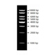BIOSHARP LIFE SCIENCES White Shark 1kb DNA Marker BL108A (50T/branch)