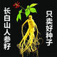 Changbai Mountain ginseng seeds, wild ginseng seeds, easy to grow Chinese medicinal materials in all seasons, easy to live indoor flower pots, Changbai Mountain ginseng seeds, new species, new species, about 300 capsules