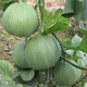 Ice Jade Melon Seeds Super Sweet Thin Skin Emerald Cantaloupe Spring and Autumn Early Ripening Four Seasons Balcony Fruit Seeds Ice Jade Emerald Melon Seeds Song Fertilizer Original New Seeds 2 Packs About 190 Capsules