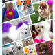 Juchuangqi dog grooming special hair dye pet hair dye cream white Bichon Pomeranian Teddy cat dyeing light green 60g