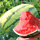 Beishu 8424 Watermelon Seeds Early-maturing Special Melon Fruit Lazy God No. 1 Lazy Man Watermelon Seeds 100g/barrel
