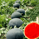 Yuhenong Black-skinned Seedless Watermelon Seeds Suitable for Southern Super Sweet Yuyi Sweet Seedless Watermelon Seeds 50g/barrel