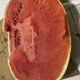 Fengba C929 watermelon seed round melon with thin skin, super sweet, medium and late maturity, high yield and disease resistance base, special for Fengba C929 one can (50g)