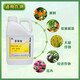 Chlormequat paclobutrazol special multi-effect strawberry farm store corn wheat pbo control agent growth regulator 500ml