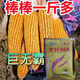 Wholesale corn seeds, short stems, double stems, drought and waterlogging resistance, disease resistance and lodging resistance, Academy of Agricultural Sciences National Approval, Jingke 968-4000 grains, one acre of land