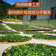 Jiangxi xiushui wild authentisch qingqian Liuyuan Blatt Tee Control Zucker Qingqian Liujin Liu Chinesische Kräutermedizin Gesundheit Tee 500-jährige alte Baum Qingqian Liuyuan Blatt 2000 Gramm Authentische Wild Xiushui Qingqian Liuyuan Leaf Blatt