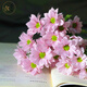 Yue Colorful Daisies Flower Express Yunnan Base Straight Ping Pong Chrysanthemum Flower Materials Office Household Water-raised Fresh Cut Flowers Pink Tristripe Daisies 8-10 Branches
