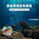Gongyi Dalian ready-to-eat sea cucumber 1Jin Jin is equal to 0.5kg 9-15 pieces, solid content exceeds 75%, home decoration, bottom-sown sea cucumber, no need to soak