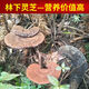 Fat Donglai's same wild Ganoderma lucidum pure natural purple Ganoderma lucidum wild L raw mountain natural non-bitter pruned branch with spore powder 500 grams Ganoderma lucidum sliced 10-16 pieces