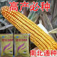 Wholesale corn seeds, short stems, double stems, drought and waterlogging resistance, disease resistance and lodging resistance, Academy of Agricultural Sciences National Approval, Jingke 968-4000 grains, one acre of land