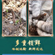 新鲜冬虫夏草2025年头期虫草正品领导高海拔送礼正宗鲜虫草过节 0.6-0.7克/根  10根鲜虫草 冬虫夏草  顺丰发货