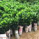 Sichuan red orange saplings, red orange seedlings, grafted seedlings, grafted seedlings, detoxified seedlings, red orange seed replacement seedlings, greenhouse seedlings, red orange seedlings, 10/20 cm high, 1,000 trees