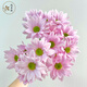 Yue Colorful Daisies Flower Express Yunnan Base Straight Ping Pong Chrysanthemum Flower Materials Office Household Water-raised Fresh Cut Flowers Pink Tristripe Daisies 8-10 Branches