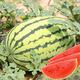 New varieties of Beishu Kirin watermelon seeds, Lazy Man, Southern Meidu watermelon seeds, Beishu Lazy Man Sweet King watermelon seeds, about 20 seeds