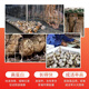 Quail feed, egg production and brooding, special chick egg laying feed, general material for opening, quail chicken food, egg production grain, 3Jin Jin equal to 0.5kg