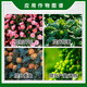 Sanliu Shanghai Tongrui Sanliu 3% gibberellic acid 920 gibberellin seed production seedless seedling plant growth regulator 500ml