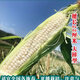 New species in stock Wannuo 188 sweet waxy corn seeds high-yield big sticks for sowing in all seasons. New species Wannuo 188 original 4 Jin Jin equal to 0.5 kg, about 5000 grains