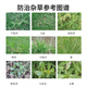 Guoguang Yanhua 65% Amfluralin seedlings, hedges, flowers, lawns, weeds, soil sealants, pesticides and herbicides