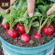Beishu radish seeds, spring red-skinned fruit radish and vegetable seeds, Weipang No. 1 cherry radish seeds, about 500 pieces