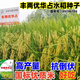 Nationally approved high-yielding hybrid rice rookie (Fengliangyouhuazhan) seed silk seedlings are resistant to high temperatures, lodging and disease resistance. The institute’s new product Fengliangyouhuazhan 1Jin Jin is equal to 0.5kg x1 bag