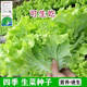 Four seasons sweet and crisp glass lettuce seeds, crisp and tender raw lettuce seeds, farmer's four seasons potted vegetable seeds, glass lettuce 5 packs, about 10,000 pieces