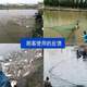 Yujiacheng weighted and thickened fishing net fishing net partition net seine net clear pond fish net drag fish net scraper fish net 2 finger eye clinker 9 strands of line 2 meters high and 20 meters long suitable for water depths below 70 cm