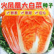 Fire Phoenix Chinese Cabbage Seeds Red Cabbage Seeds are disease-resistant, high-yielding and high in calcium. Orange and Red Cabbage are easy to grow in farmers’ fields. Matched Edition. Fire Phoenix Cabbage Seeds. Premium - New Seeds. 2 packs of approximately 399 capsules.