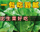 
Heat-resistant peacock seeds can be eaten raw in all seasons with high nutritional upright lettuce seeds pastoral potted salad lettuce [improved - 5,000 selected original seeds] not growing 869 peacock seeds (scattered to live) heat-resistant and easy