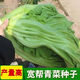 Sichuan Kuanbang green vegetable seeds, pickled pickles, sauerkraut, pickles, medium-ripe large-leaf autumn sown vegetable seeds, hot product impulse, Kuanbang green vegetable seeds, new this year, RNG9 original factory, 3 packs, about 3,000 grains