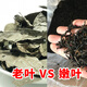 青钱柳批发修水金钱柳张家界青钱柳湖南城步茶 青钱柳原叶250克(半斤)