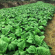 Sichuan Kuanbang green vegetable seeds, pickled pickles, sauerkraut, pickles, medium-ripe large-leaf autumn sown vegetable seeds, hot product impulse, Kuanbang green vegetable seeds, new this year, RNG9 original factory, 3 packs, about 3,000 grains