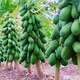 High-yielding papaya seeds, Hainan red heart papaya seeds, milk papaya fruit seed seedlings, papaya seeds for all seasons, Hongfei papaya seeds 100 capsules + rooting powder