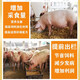 Pig premix, fat pig premix, small, medium and large pig feed premix, factory direct sales compound premix for pigs, 4 types of boar special