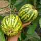 Balixiang fragrant melon seeds, a complete collection of seeds from the south and the north, special sweet melons, early maturing, high yield and sweet all year round. Balixiang seeds/pack, about 100 pieces, 3 packs