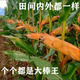 Spot new species Dongdan 509 double national-approved twin short-stem extra-large cob high-yielding corn seed purple stem purple root lodging resistance Big Mac Dongdan 509 five acres of land red axis long grain lodging resistance drought and pest resistance high temperature