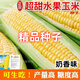 Sweet and crispy fruit corn, sweet and sticky corn, four big sticks, eaten raw in early seasons and grown in the field. Sweet and crispy fruit corn seeds. Sweet and crispy fruit corn seeds, original 1 pack of 40 grains.