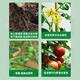 Sodium nitrate and amine fresh ester complex sodium nitrate and amine fresh fat plant growth regulator pesticide high efficiency universal harvest 500g