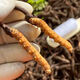 新鲜冬虫夏草2025年头期虫草正品领导高海拔送礼正宗鲜虫草过节 0.6-0.7克/根  10根鲜虫草 冬虫夏草  顺丰发货