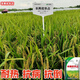 Nationally approved high-yielding hybrid rice rookie (Fengliangyouhuazhan) seed silk seedlings are resistant to high temperatures, lodging and disease resistance. The institute’s new product Fengliangyouhuazhan 1Jin Jin is equal to 0.5kg x1 bag