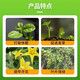 Zheng's Chemical 98% Sodium Nitrophenate Original Powder Plant Growth Regulator Promotes Flower and Fruit Preservation and Growth Promotion Pesticide 98% Sodium Nitrophenate Original Powder 4 Bags + 98% Ampicillin 4 Bags