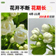 Jingyouyu jasmine hydroponic plant potted plants in the office desktop are good for growing flowers, green plants, water-raised flowers, mosquito repellent Jiuli Xiang, jasmine 6-year-old seedlings, 10 pieces, with flowers during the flowering period