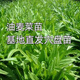 Store hot-selling four-season wheat-flavored wheat vegetable seeds, balcony potted plants, field planting, fresh seedlings, 30 wheat-flavored wheat vegetable seedlings
