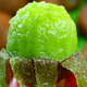 Jingxiansheng Shaanxi Xuxiang Green Heart Kiwi Fruit 30 pieces single fruit 60g+ fresh fruit straight from the source