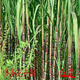 Sugarcane seeds, high-yielding golden sugarcane, sown in all seasons, planted in the south and north, crispy, sweet and chewy varieties, 110 pieces of green seeds