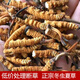 Beijing Tongrentang Quality Cordyceps Lhasa Shipping Authentic Cordyceps Gift Box Pack Broken Cordyceps Dry Garlic Gift Gift Boxes Gifts to Leader Optional Gift Box 30g Selected Big Broken Cordyceps [Preferred to soak in wine]