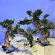 Finished fish tank landscaping Moss tree to welcome guests, pine tree-shaped Brazilian tree, deadwood, negative aquatic plants, novice package, must read before purchasing