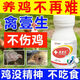 Mu Zhe Biological Poultry Yisheng chickens, ducks and geese are lethargic and stand still without eating, facial swelling, nose shaking, head shaking, feed additives, Qin Yisheng, 1 bottle, 100 tablets